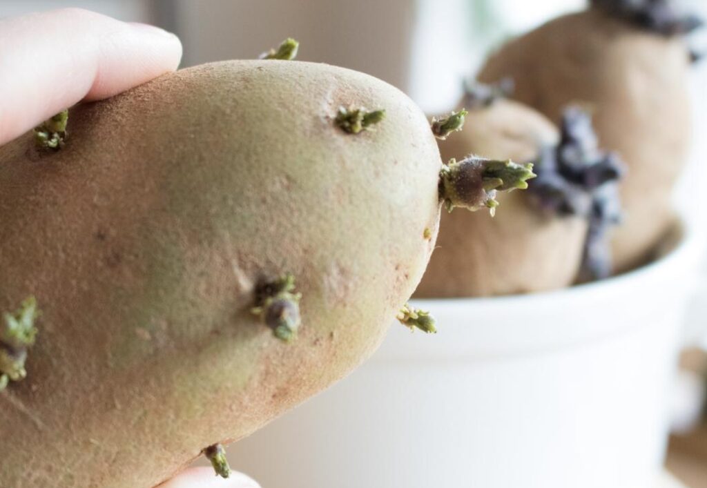 आलुको बीउ