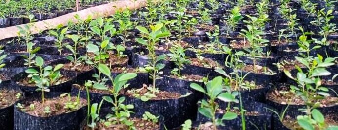 नर्सरी खेती