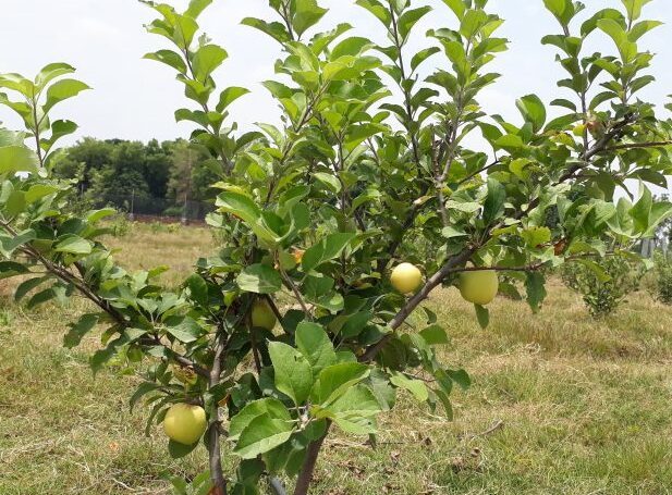 स्याउखेती