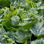 करेसाबारीदेखि व्यावसायिक फार्मसम्म: फर्सीको मुन्टा खेतीबाट थोरै लगानी र कम मेहनतमा कसरी लिने मनग्ये आम्दानी?