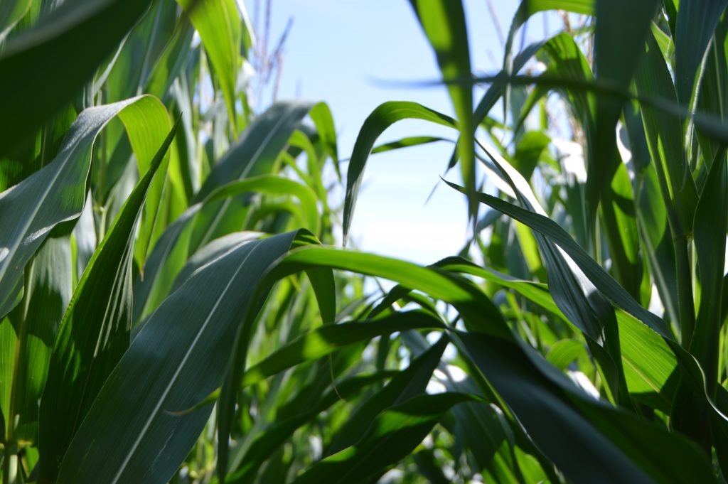 maize corn