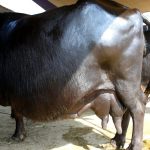 इन्जिनियर लामिछानेको गाई–भैँसी पालनबाट मासिक १५ लाख आम्दानी