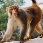 बाँदर नियन्त्रणका लागि दीर्घकालीन समाधान खोज्न सरकार प्रतिबद्ध