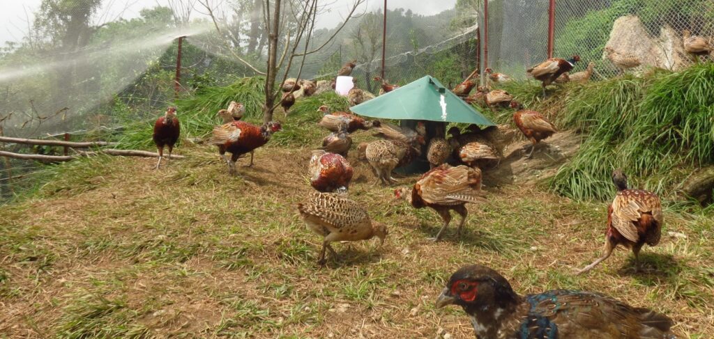 व्यावसायिक कालिज पालनमा रमाउँदै युवा