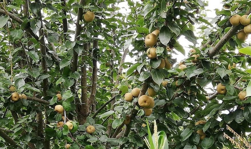 नास्पाती