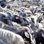 रेशमी मार्गको विरासत धान्दै दसैँ बजार झर्दैछन् हजारौँ च्याङ्ग्रा, तर घट्दैछन् किसानका गोठ र परम्परागत पशुपालन