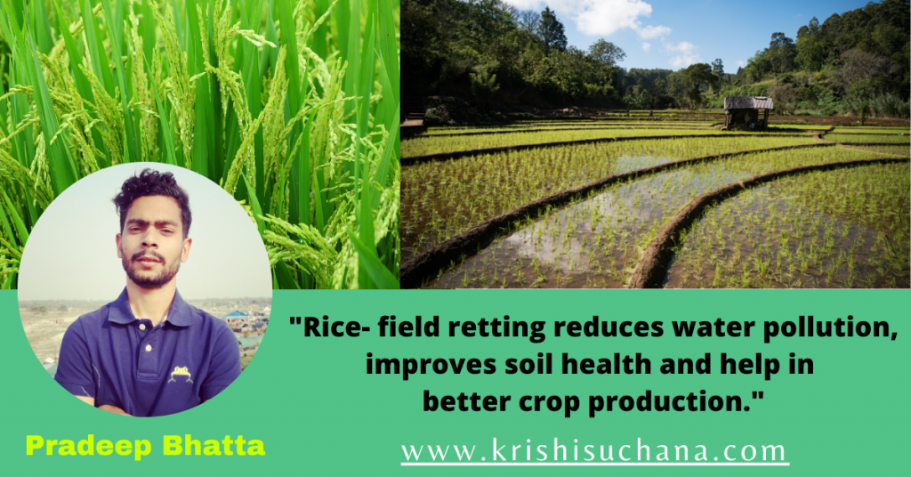 Rice- field retting