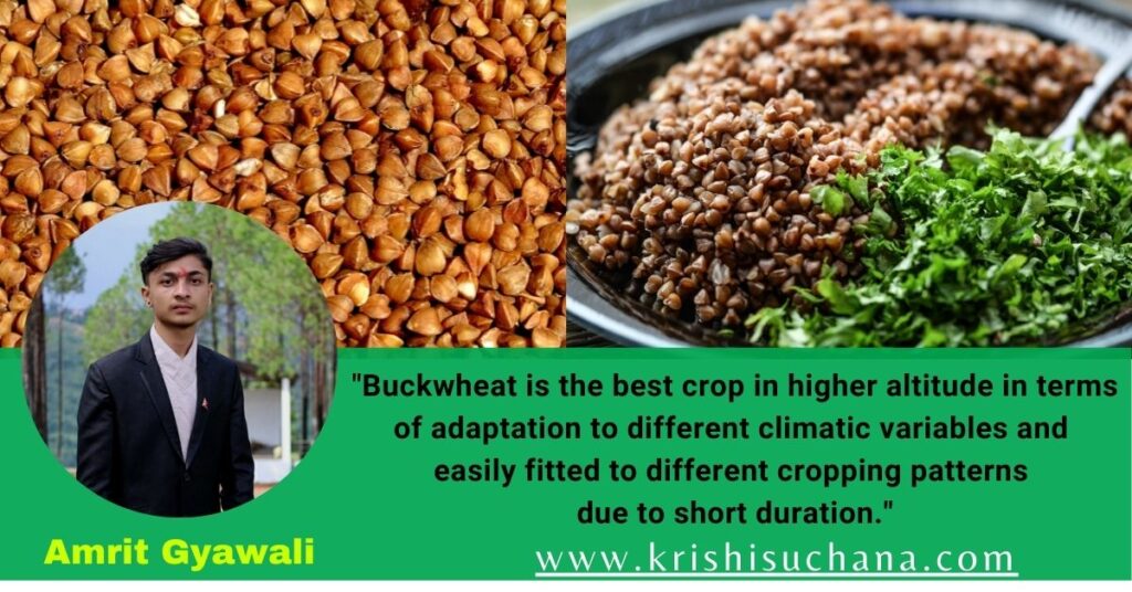 Diversity of Local Landraces of Buckwheat in Nepal कृषि सूचना