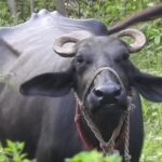 भैँसीको खरिदबिक्रीबाट फेरियो सलीमको जीवन, महिनामै ५० हजारसम्म नाफा