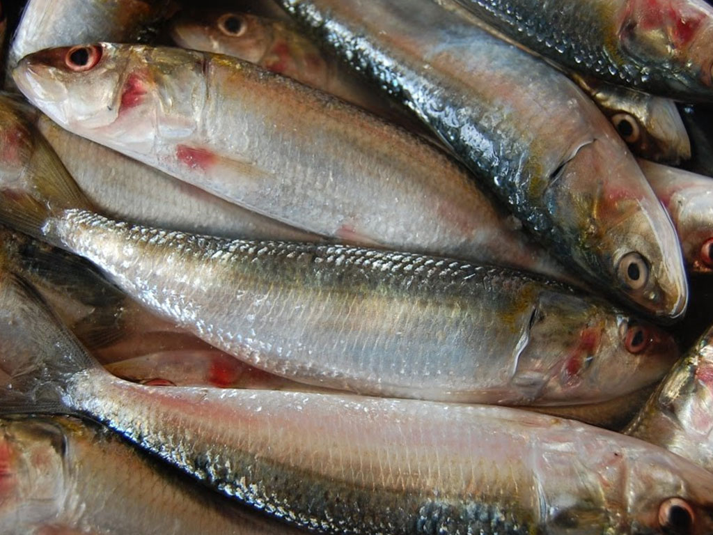 कुखुरा र माछाको तस्करी