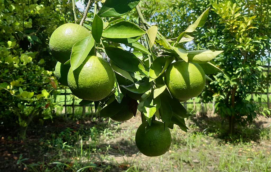 सुन्तला