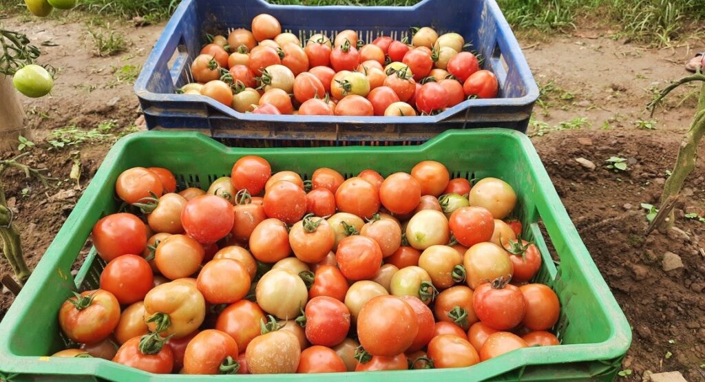 कृषी बिद्यार्थी