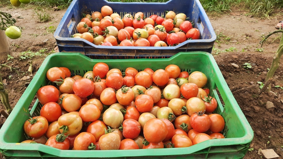 कृषी बिद्यार्थी