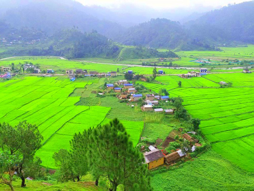डोटीको जोरायल गाउँपालिका–३ रावटकट्टेमा लगाइएको यहाँको प्रशिद्ध बासमती धान । तस्वीर : विमलबहादुर विष्ट / रासस