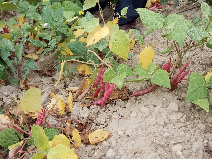 तिलामा सिमी जोन कार्यक्रम सञ्चालन हुने