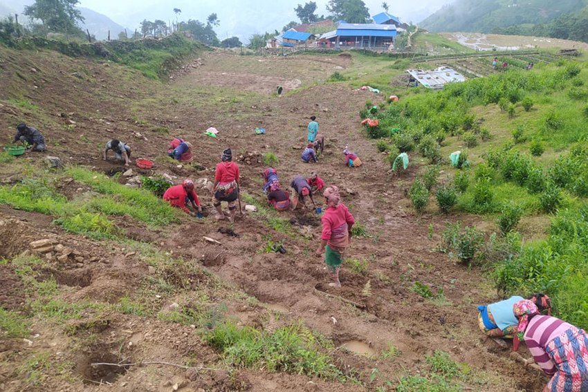 अर्गानिक चिया