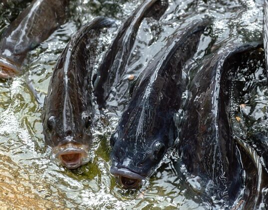 माछापालन