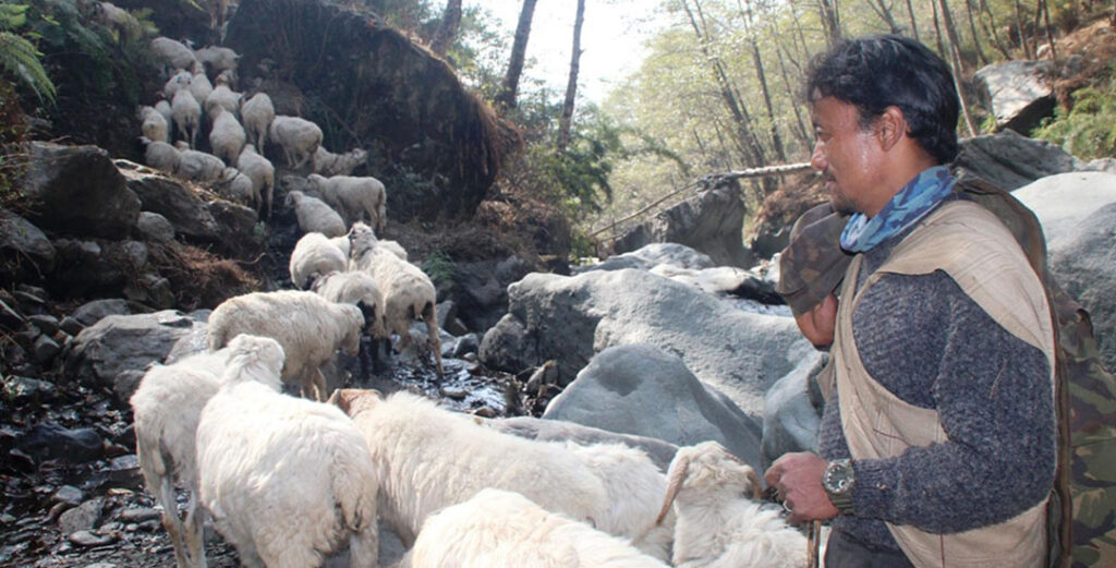 सङ्घर्षका पाइलाः ‘जसले विदेशको जागिर छाडेर गोठालो पेसा रोजे’