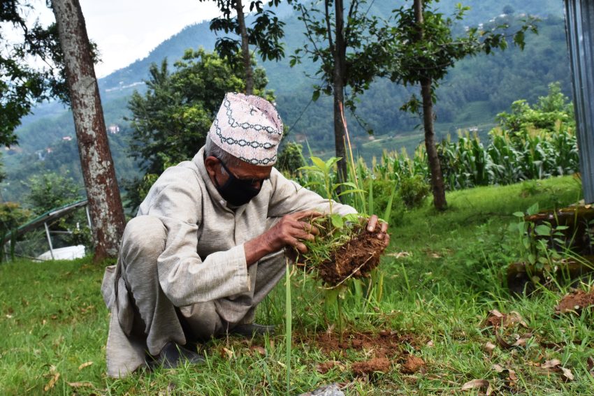 फलफूलका बिरुवा रोपण