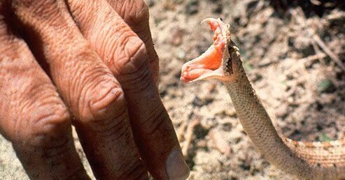 सर्पको बिगबिगी