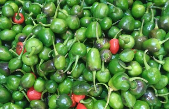 हरियो अकबरे