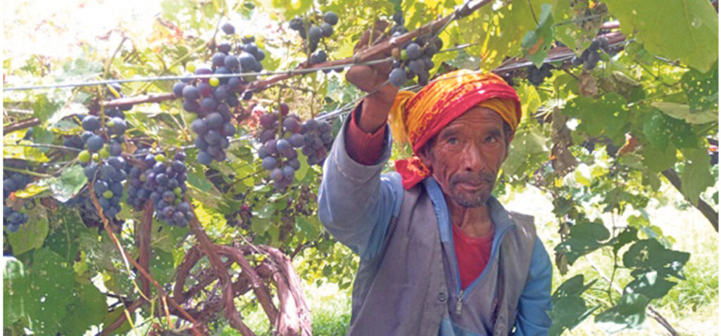 बजार नपाएर फर्ममै कुहिँदै अर्गानिक अंगुर