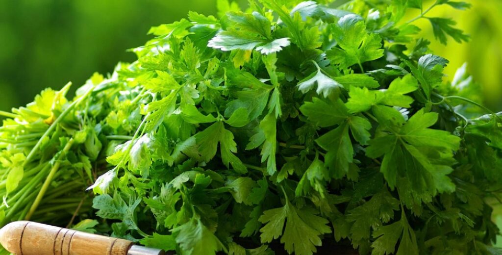 हरियो धनिया