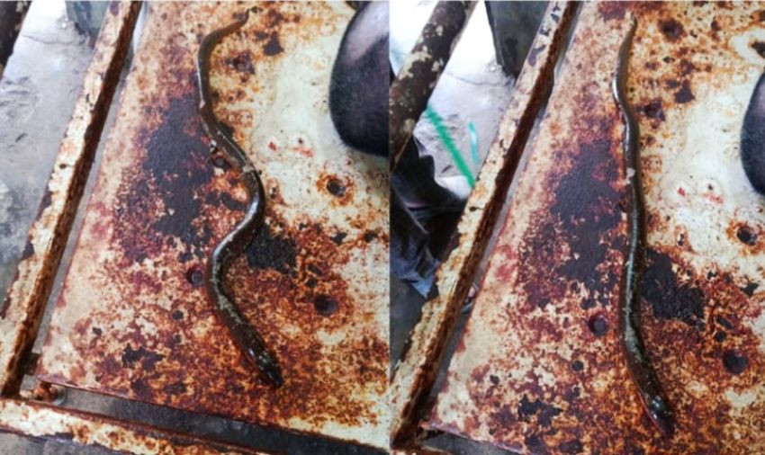 बल्छीमा परेको सर्पजस्तै माछाले टोक्दा गयो ज्यान