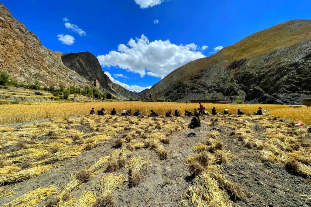 डोल्पोबुद्ध गाउँपालिका– ६ सिमेन गाउँका किसान उवा उखेल्दै