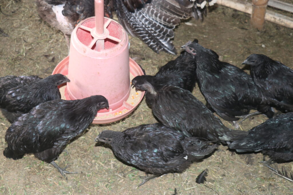 कडकनाथ