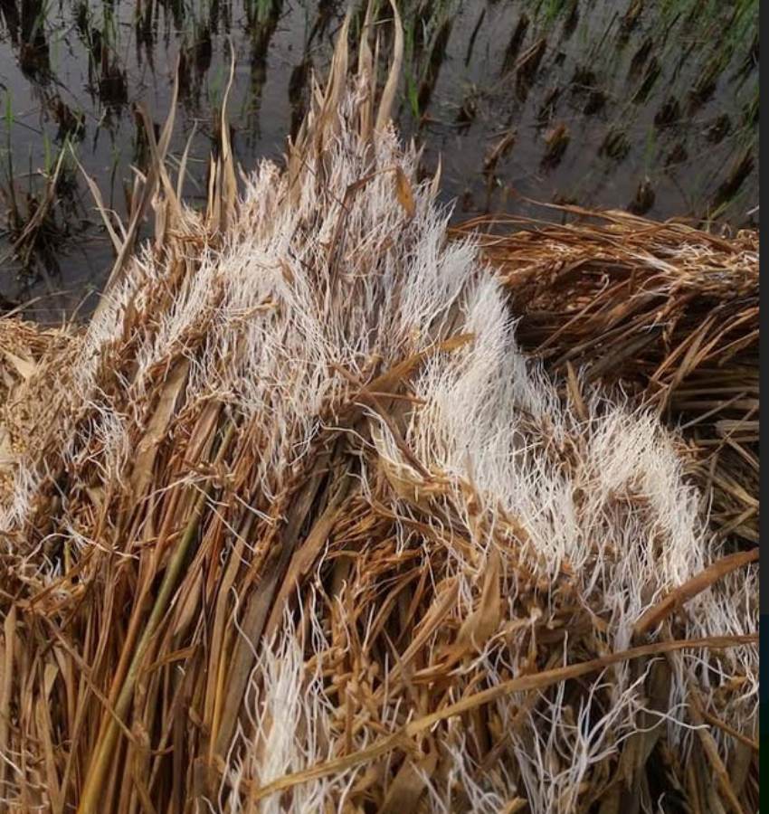 तस्बिरः सिद्धराज भट्ट,रासस