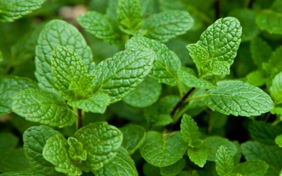 पुदीना प्रतिकेजी