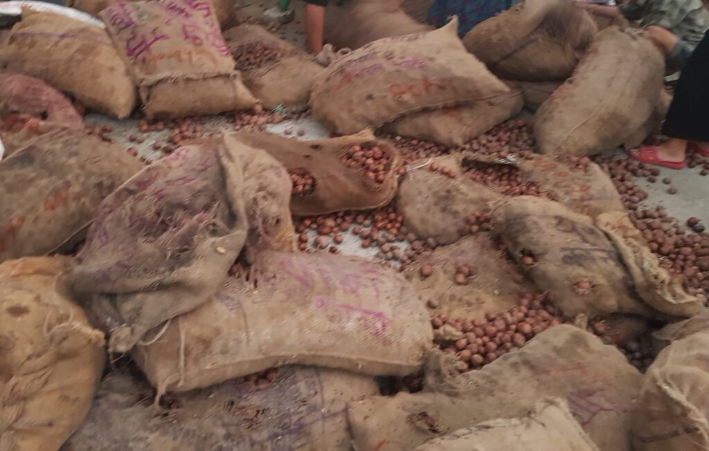 आलुको बीउ कुहियो