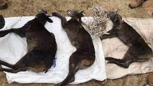 कस्तुरी