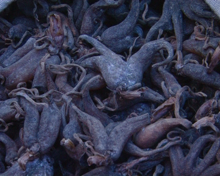 पाँचऔंले