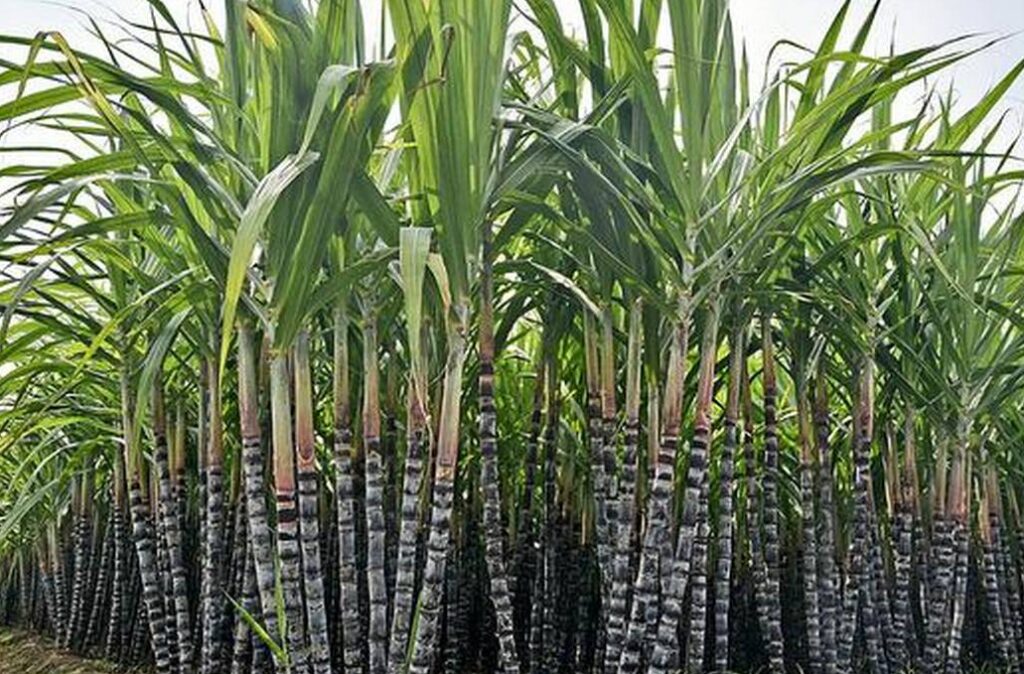 उखुखेती