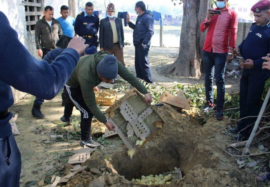अवैध कुखुराको चल्ला नष्ट