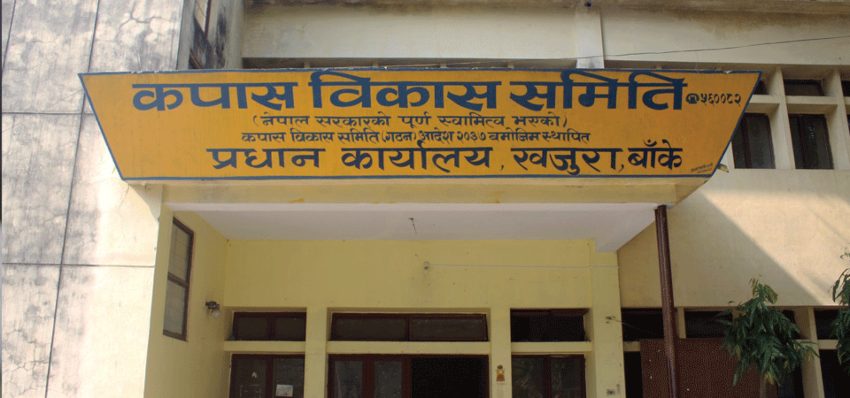 कपास खेती