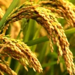 सिँचाइको भर छैन, समयमा बीउ–मल पनि पाइँदैन : महोत्तरीका किसानलाई धानखेती कसरी धान्ने भन्ने चिन्ता