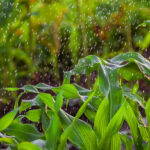 आगामी तीन दिनको मौसम: पहाडमा वर्षा र चट्याङ्गको सम्भावना, तराईमा गर्मी बढ्ने