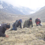 यार्सागुम्बा: नेपालको त्यो बहुमूल्य जडीबुटी जसले विश्वका अर्बपतिहरूको ध्यान खिचेको छ