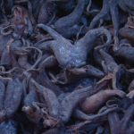 मानिसको हत्केला जस्तो देखिने अनौठो हिमाली वनस्पति ‘पाँचऔंले’: किन चिनिन्छ यसलाई आयुर्वेदको बरदानको रूपमा?