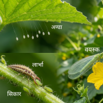 सिन्के किरा : खेतबारीको निःशुल्क ‘पाले’ र किसानको प्रिय मित्र