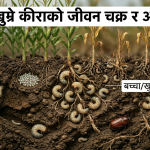 माटोमुनि बसेर किसानको पसिना लुट्ने ‘खुम्रे कीरा’: बिरुवा ओइलाउने समस्याको स्थायी समाधान र यसलाई जरैदेखि उखेल्ने अचूक उपायहरू