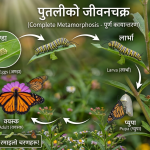 पुतली: समृद्ध कृषिका रंगीन सहयात्री र संरक्षणको आवश्यकता