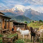 देखासिखीमा बाख्रा पाल्दा ‘घर न घाटको’ भइने डर: १ करोड ४२ लाख बाख्राको भीडमा कसरी बन्ने सफल व्यवसायी ?