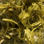 बहुउपयोगी औषधीय वनस्पति: सिप्लिगान