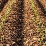 मरेको माटो ब्युँझाउने पत्कर: जैविक विविधता र चिस्यान संरक्षणको अचुक कडी