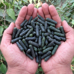 पिपला (Long Pepper): आयुर्वेदको एउटा ओझेलमा परेको ‘दिव्य औषधि’