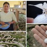 ओझेलमा परेको रेशमखेतीलाई व्यावसायिक बनाउँदै धुनिवेशीको कीट विकास फार्म